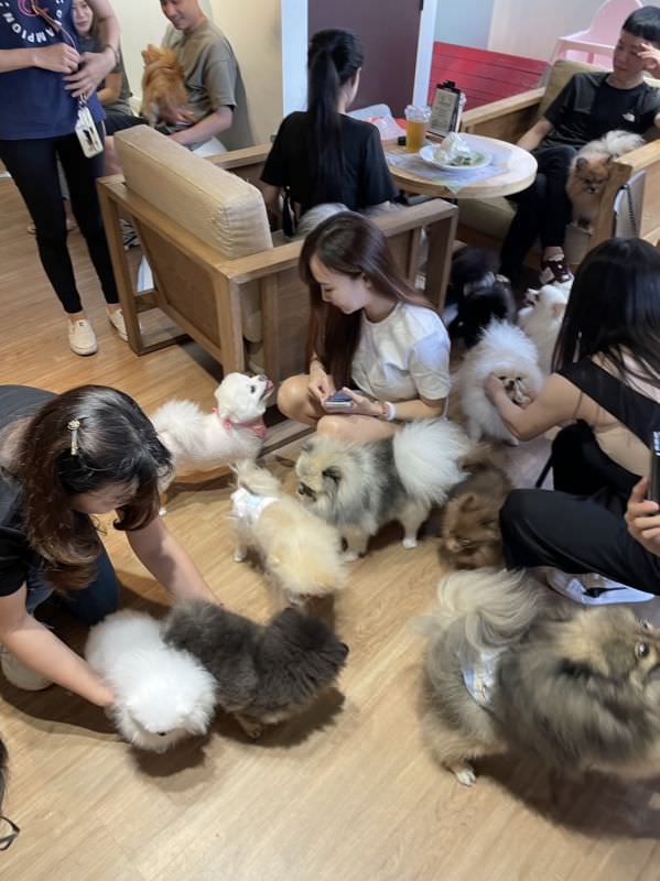 森林小徑大墩店对宠物超友善