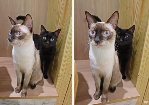 森林小徑大墩店对宠物超友善